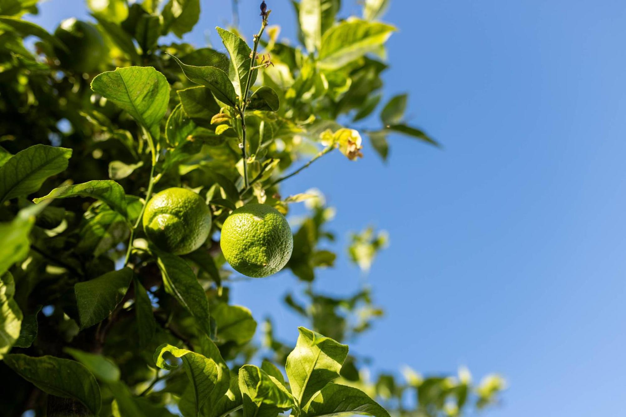 Olive & Ivy Guesthouse Canillas de Aceituno Luaran gambar